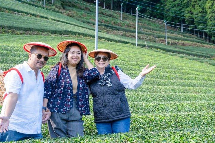 Shizuoka Green Tea Picking Cata y experiencia fotográfica