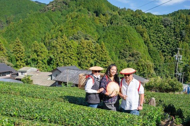 Shizuoka Green Tea Picking Cata y experiencia fotográfica