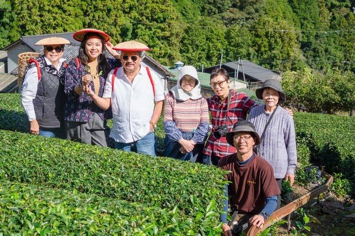 Shizuoka Green Tea Picking Tasting and Photo Experience