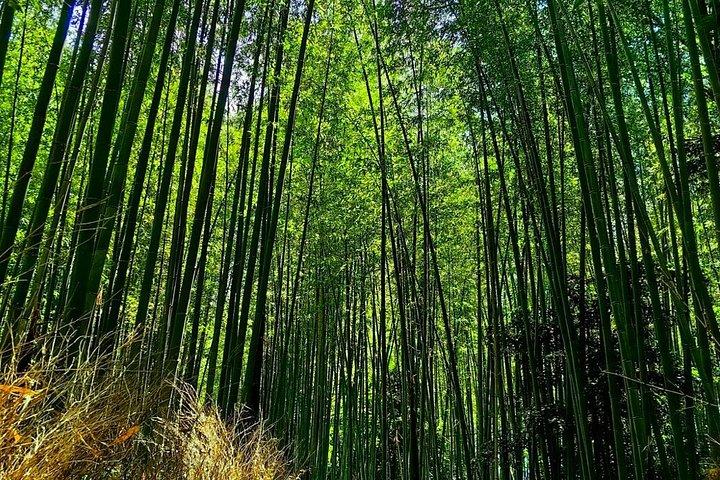 Departure from Osaka Port Flexible Kyoto Private Tour