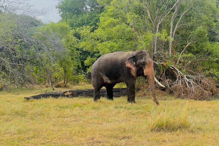 ミネリヤ国立公園半日プライベートジープサファリ