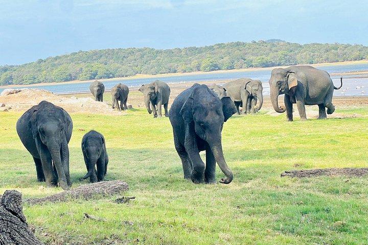 ミネリヤ国立公園半日プライベートジープサファリ