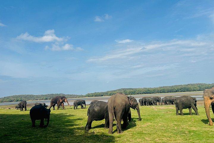 ミネリヤ国立公園半日プライベートジープサファリ