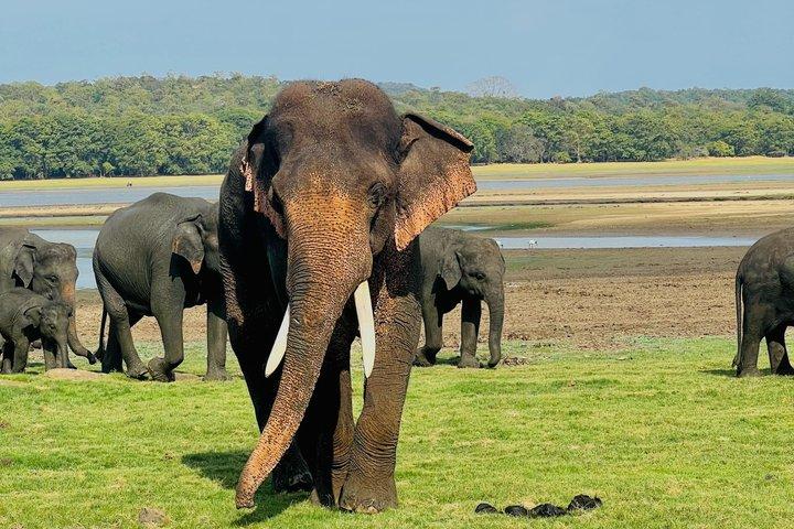 Minneriya National Park Halve dag privé jeepsafari