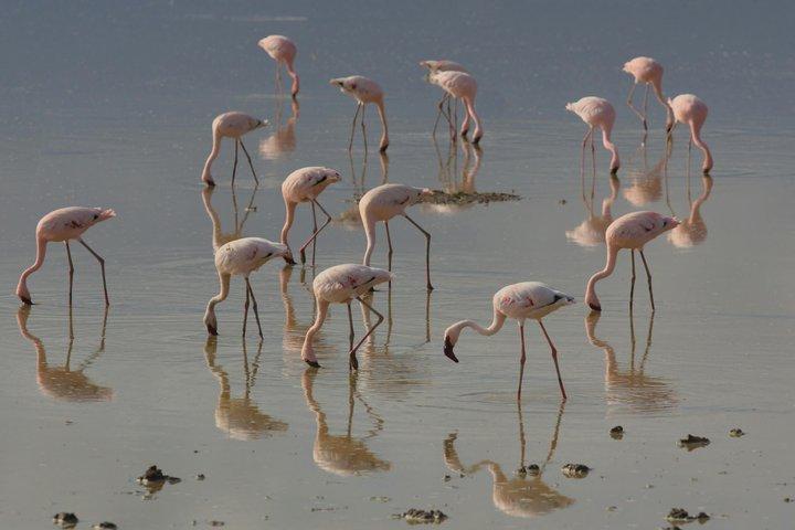 5 Day Private Tarangire Serengeti and Ngorongoro Safari
