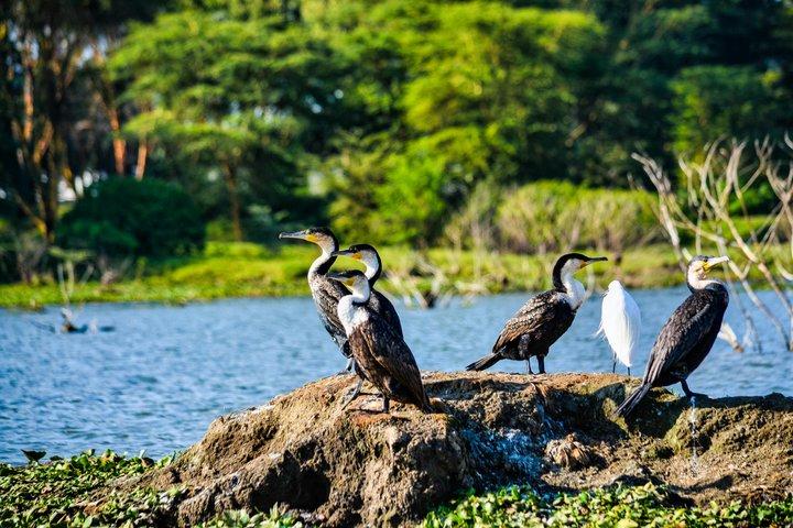 5 Day Private Tarangire Serengeti and Ngorongoro Safari
