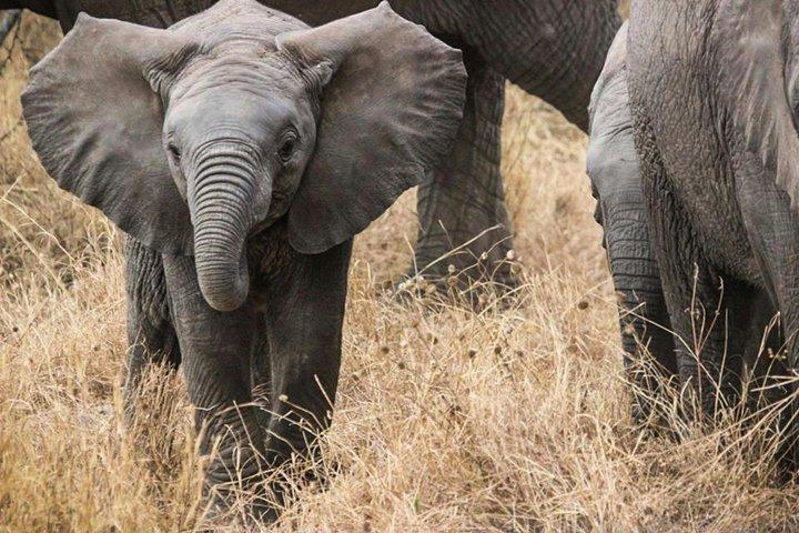 5 Day Private Tarangire Serengeti and Ngorongoro Safari