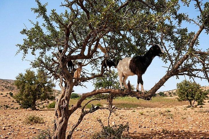 Agadir Tree Climbing Goats And Souk El Had Market