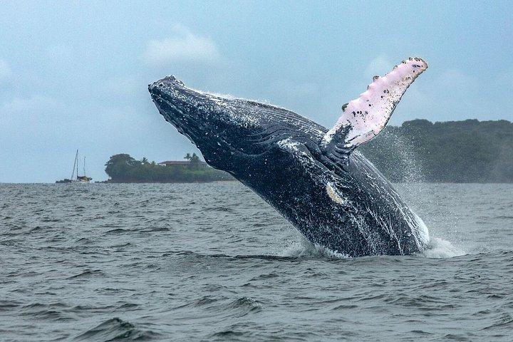 パール諸島でのホエールウォッチングツアー