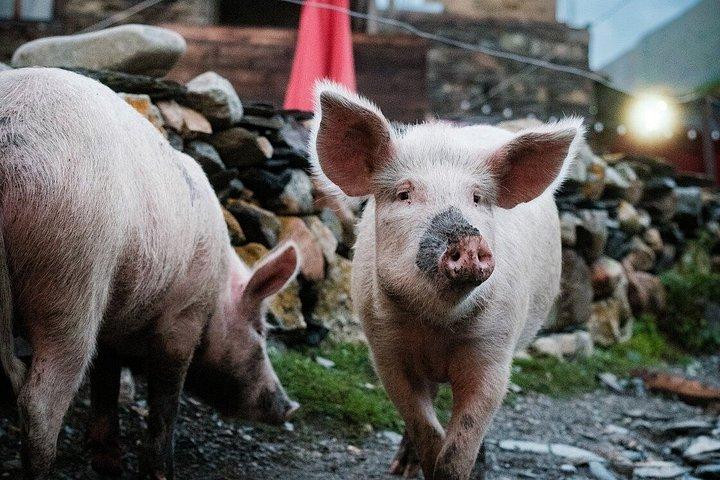 TCT Georgia 8 Day Self Guided Trek in Upper Svaneti