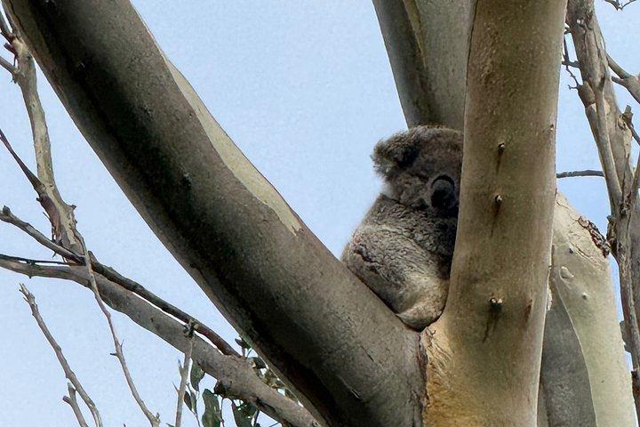 Great Ocean Road Experiences and Beyond