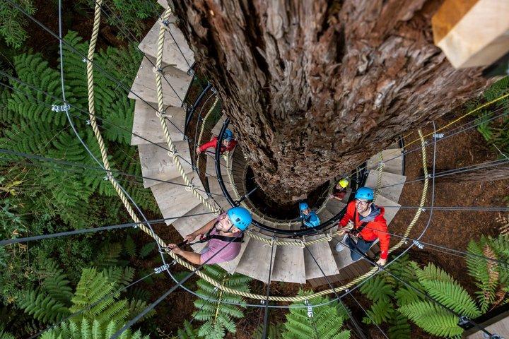 Redwoods Altitude Alta Corda & Ziplines + Glowworms, Rotorua