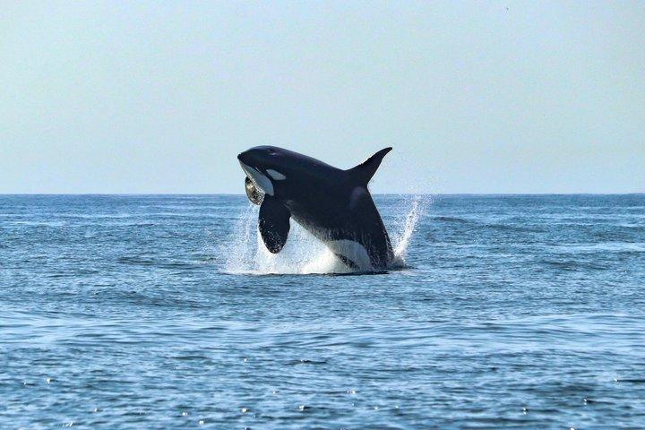 ファロでの少人数のイルカと野生動物ウォッチング ツアー