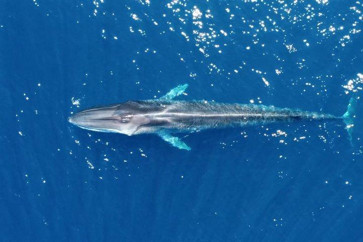 ファロでの少人数のイルカと野生動物ウォッチング ツアー