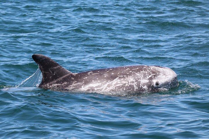 ファロでの少人数のイルカと野生動物ウォッチング ツアー