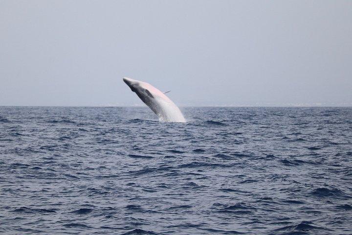 ファロでの少人数のイルカと野生動物ウォッチング ツアー