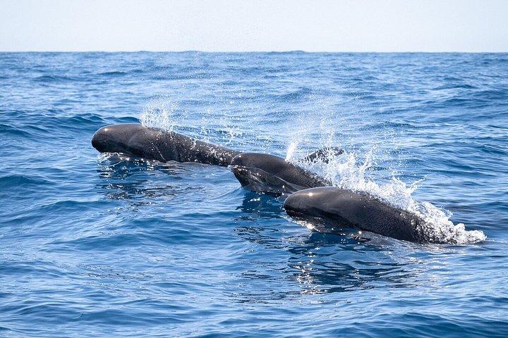 ファロでの少人数のイルカと野生動物ウォッチング ツアー