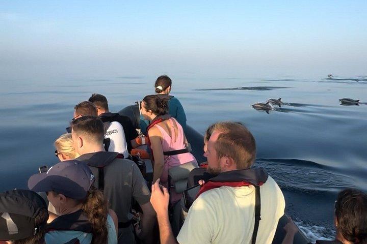 ファロでの少人数のイルカと野生動物ウォッチング ツアー
