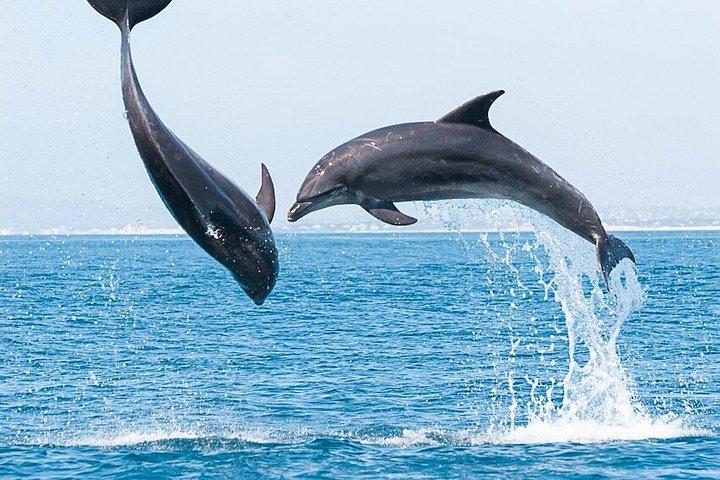 ファロでの少人数のイルカと野生動物ウォッチング ツアー