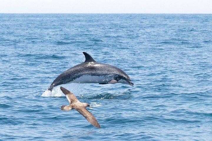 ファロでの少人数のイルカと野生動物ウォッチング ツアー