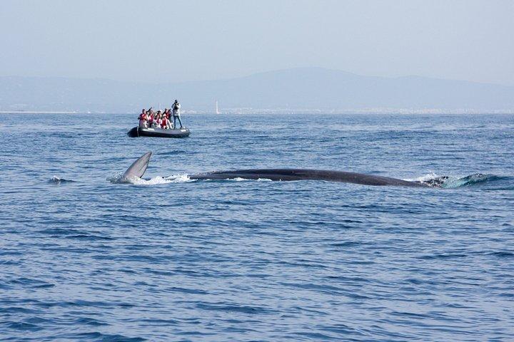 ファロでの少人数のイルカと野生動物ウォッチング ツアー