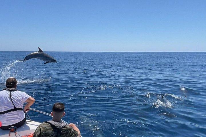 ファロでの少人数のイルカと野生動物ウォッチング ツアー