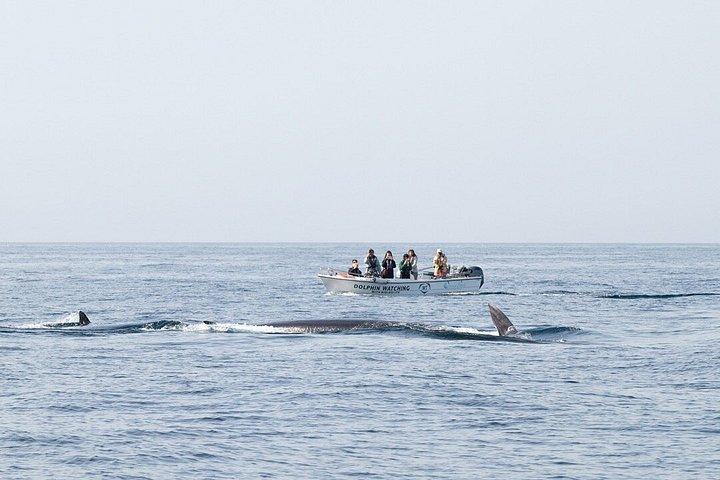 ファロでの少人数のイルカと野生動物ウォッチング ツアー
