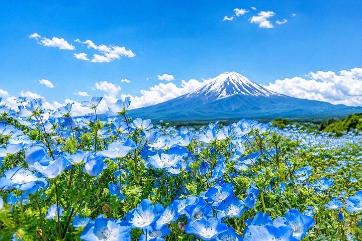 Fuji, Chureito-pagoden och Kawaguchikosjön Dagstur från Tokyo