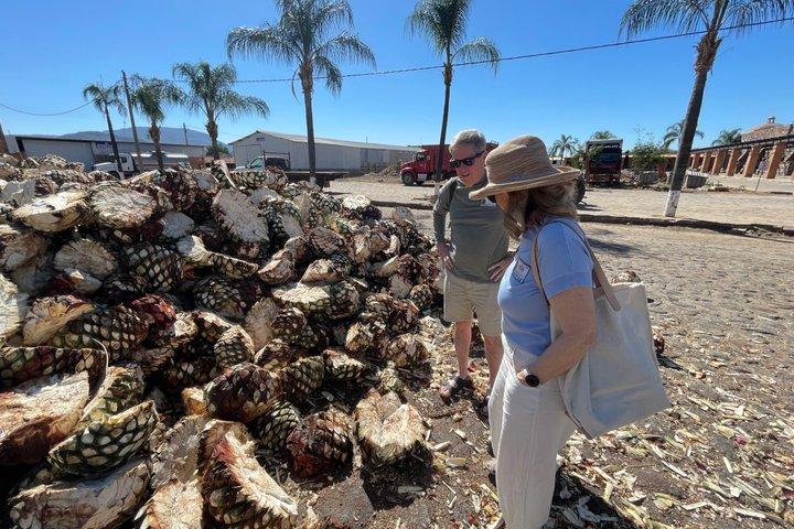 Tequila: Private Half-Day Tour