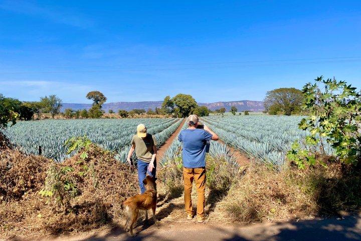 Tequila: Private Half-Day Tour
