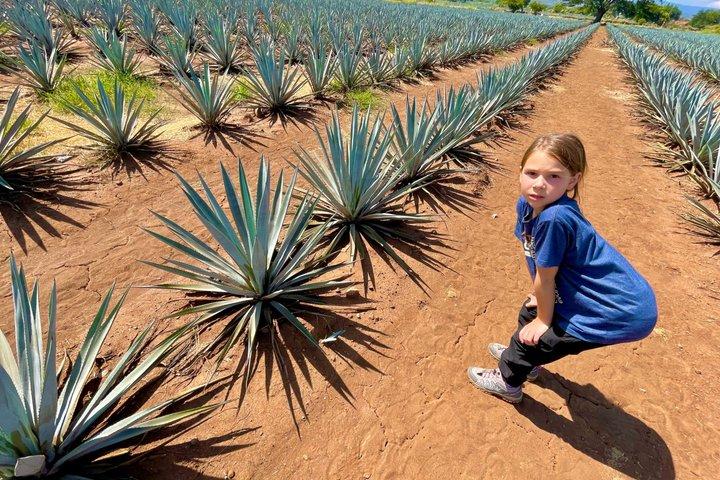 Tequila: Private Half-Day Tour