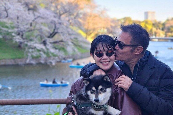 Tokyo Private Cherry Blossom Tour with a Shiba Inu & Shrine Walk