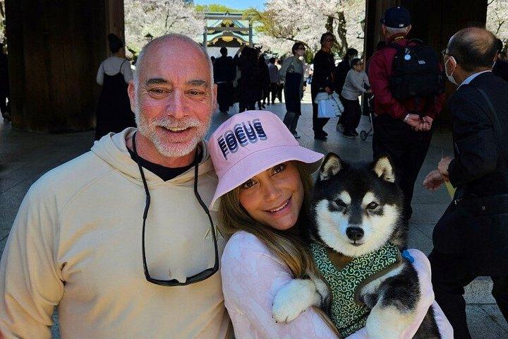 柴犬と神社散策で行く東京プライベート桜ツアー