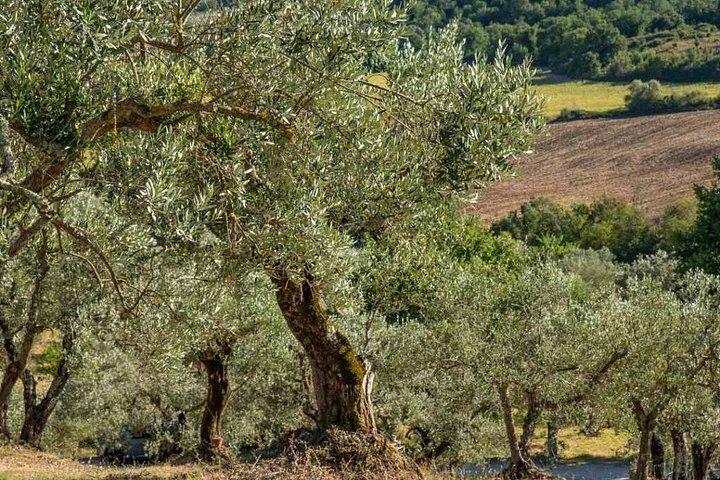 Villa Castelli Walking Tour with Olive Oil Tasting