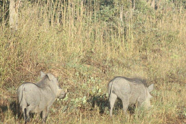 ビクトリアフォールズ近郊、リヴィングストンのホワイトライノ追跡サファリ