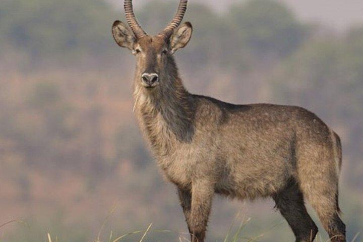 ビクトリアフォールズ近郊、リヴィングストンのホワイトライノ追跡サファリ