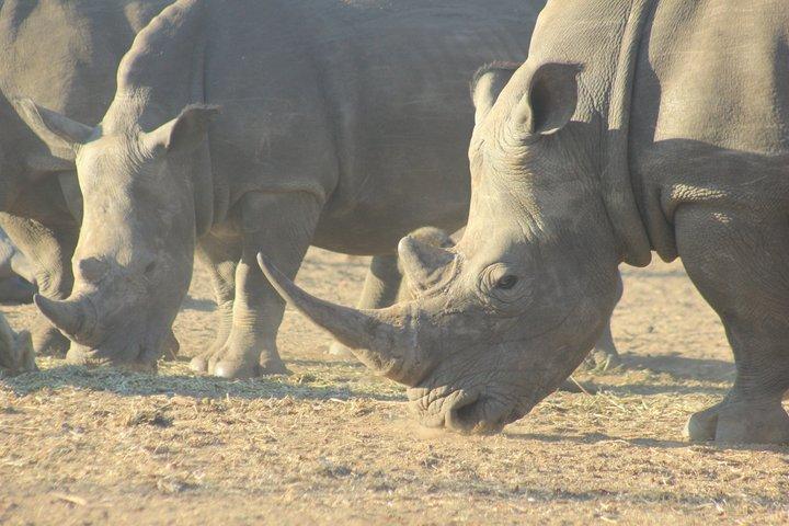 ビクトリアフォールズ近郊、リヴィングストンのホワイトライノ追跡サファリ