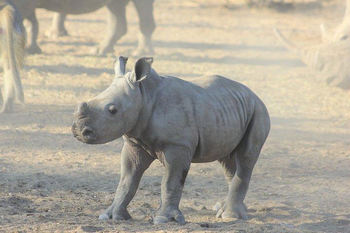 White Rhino Tracking Safari near Victoria Falls, Livingstone