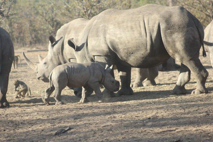 ビクトリアフォールズ近郊、リヴィングストンのホワイトライノ追跡サファリ