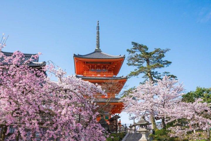お寺と抹茶体験で京都と宇治の世界遺産