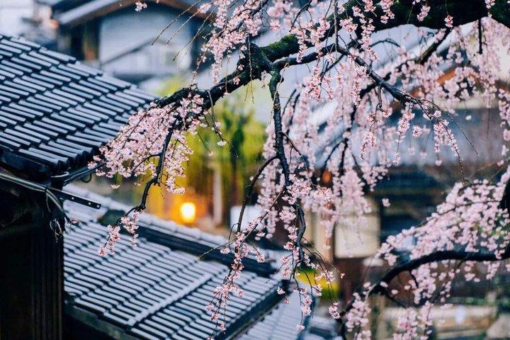 お寺と抹茶体験で京都と宇治の世界遺産
