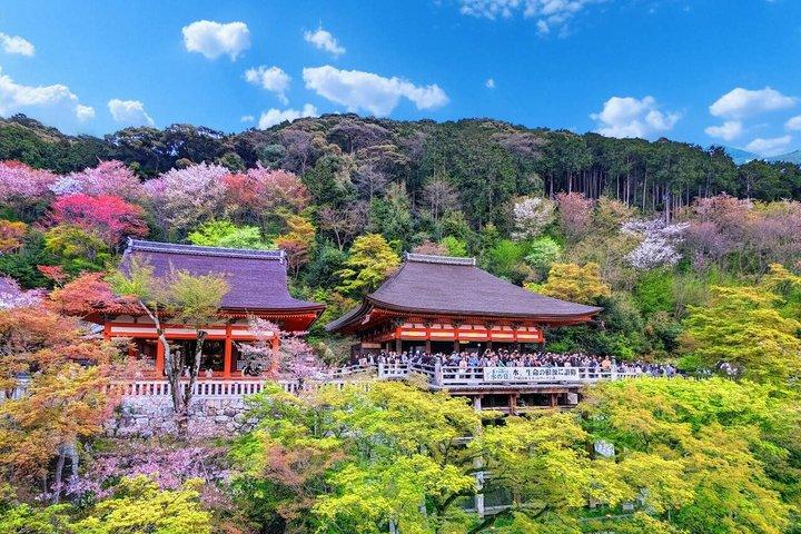 お寺と抹茶体験で京都と宇治の世界遺産