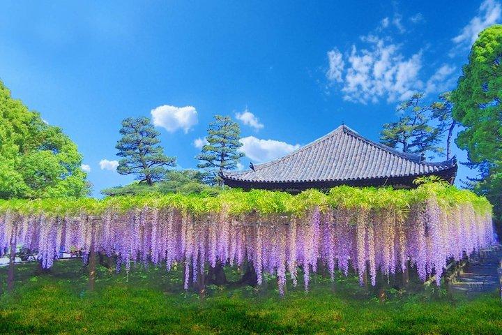 お寺と抹茶体験で京都と宇治の世界遺産