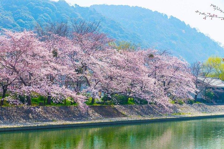 お寺と抹茶体験で京都と宇治の世界遺産