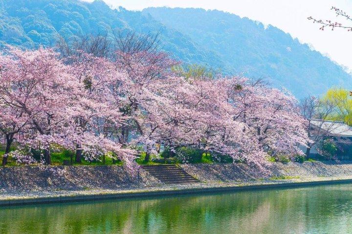 お寺と抹茶体験で京都と宇治の世界遺産