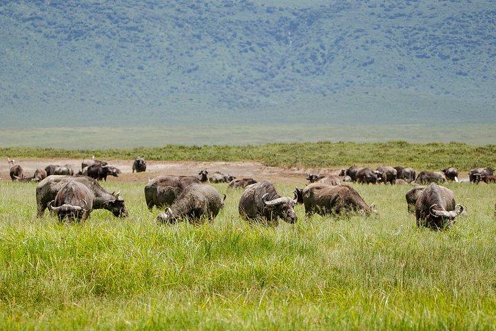 アルーシャからンゴロンゴロ火口へのプライベート日帰り旅行
