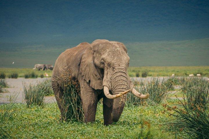 アルーシャからンゴロンゴロ火口へのプライベート日帰り旅行