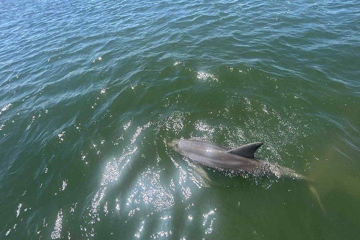 Cocoa Beach - Private 2hr Dolphin Sightseeing Tour