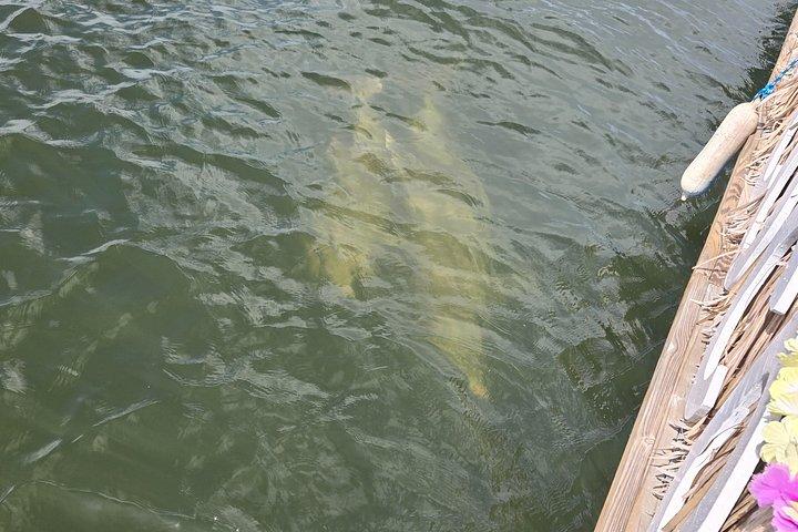 Cocoa Beach - Private 2hr Dolphin Sightseeing Tour