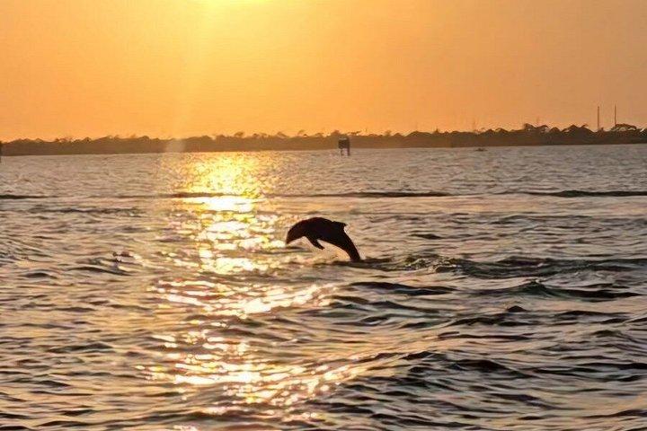 Cocoa Beach - Private 2hr Dolphin Sightseeing Tour